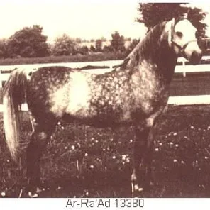 AR-RA AD