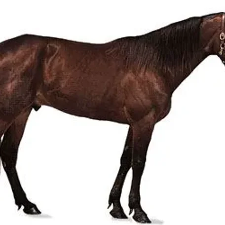 History of the Thoroughbred Horse