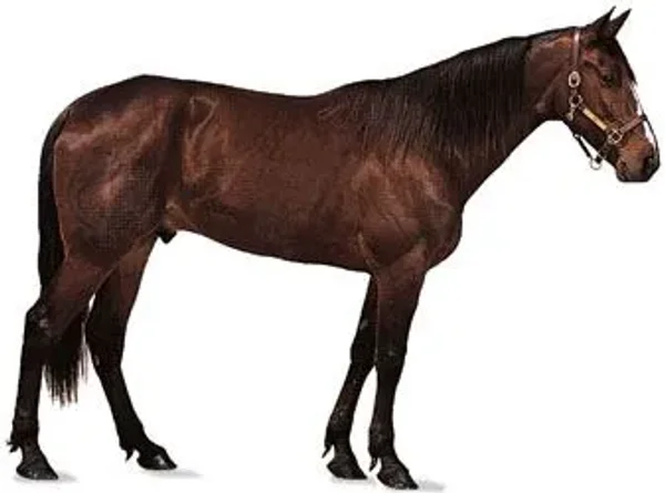 History of the Thoroughbred Horse