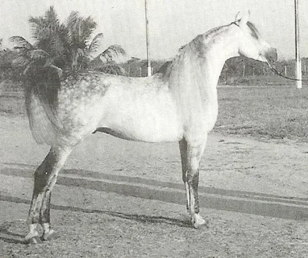 AF DAMASKUS