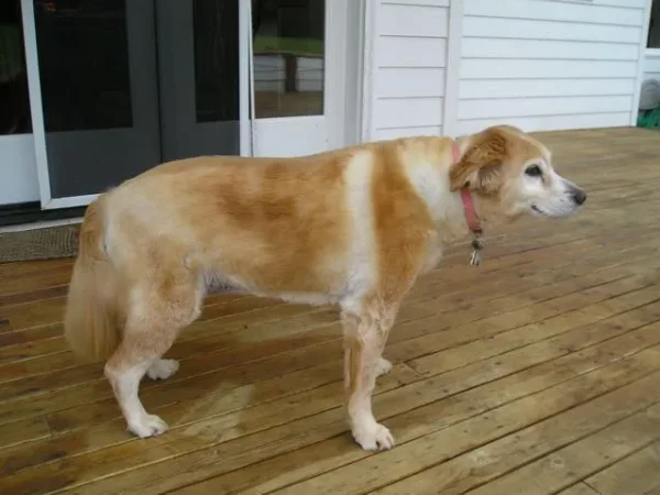 Maggie