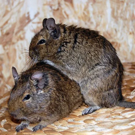 Elune (bottom) and Jadzia.