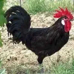 Castellana Negra