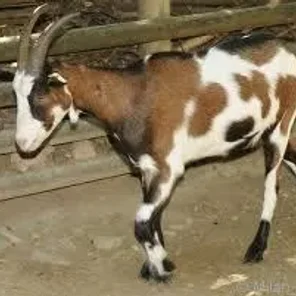 Tauernsheck