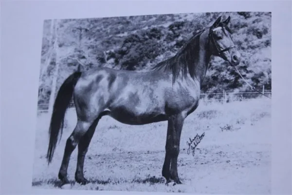 Raseylat
