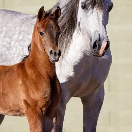 Luxemere Lavinia with her dam Luxemere Lavender 