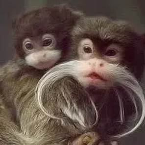 Emperor Tamarin