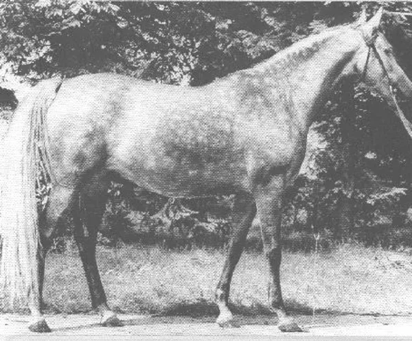 Mortissa