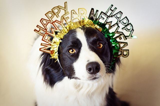 Top 7 New Year’s Resolutions for Cat Owners