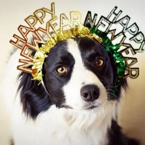 Top 7 New Year’s Resolutions for Cat Owners