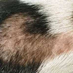 Diseases with Hair Loss in Cats