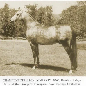 Al-Hakim