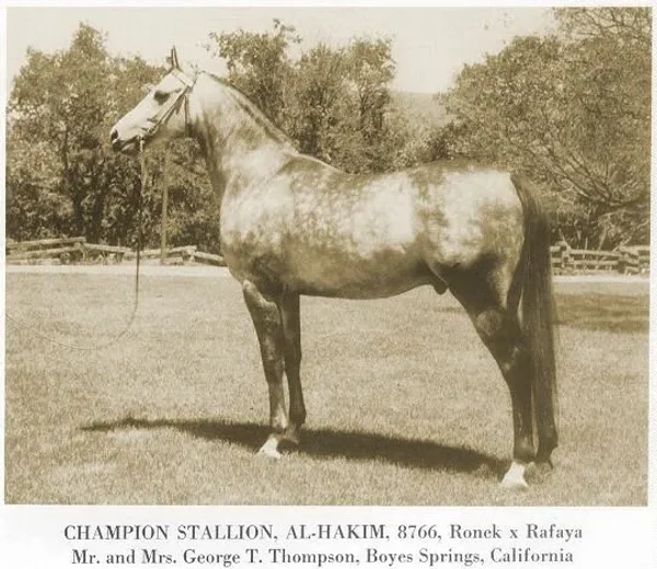 Al-Hakim
