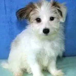 Havallon (Designer Dog)