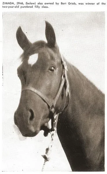 Zimada