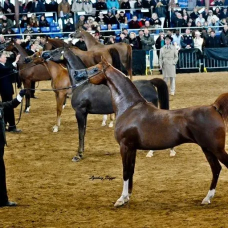 LD Pistal competing for the prestigious title of Scottsdale Arabian Supreme Champion in 2011