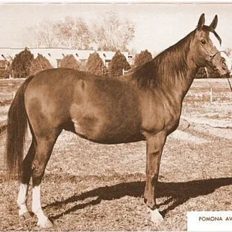 POMONA AVESTA