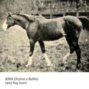 Rish