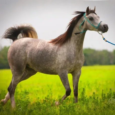 Saiki, straight Spanish Arabian daughter of Sasaki and a grand daughter of Medina Azahara on her tail female side.