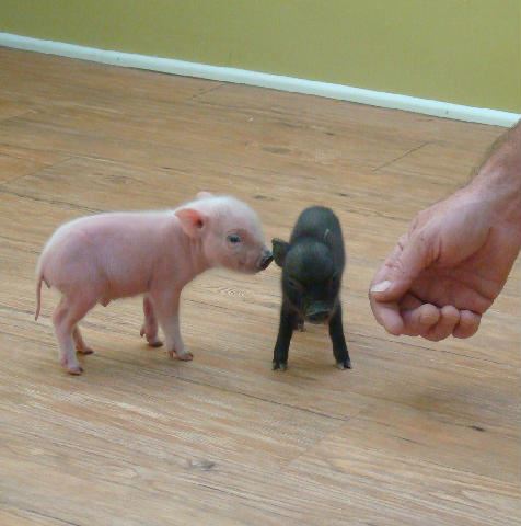 BRINGING HOME YOUR NEW PET TEACUP PIG OR PIXIE PIG