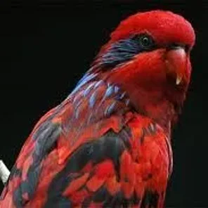 Blue-eared Lory