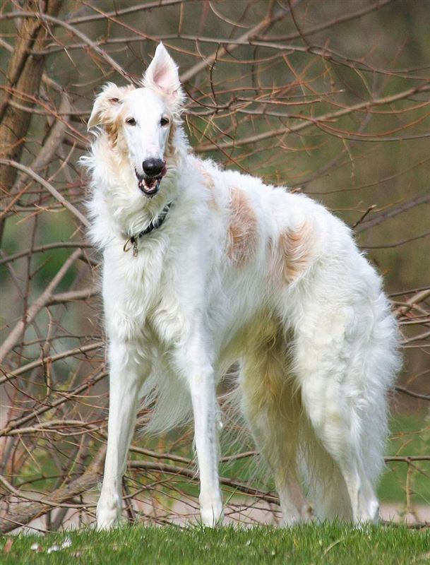 Borzoi (Russian Wolfhound) (Russkaya Psovaya Borzaya) (Psowaya Barsaya)