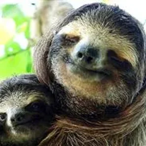 Sloth