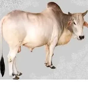 Gangatiri