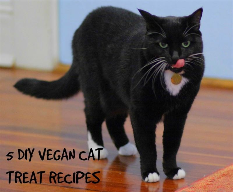 5 Easy DIY Vegan Cat Treat Recipes