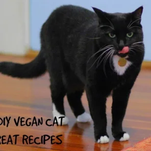 5 Easy DIY Vegan Cat Treat Recipes