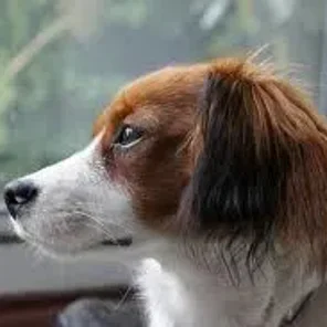 Cava-Shell (Designer Dog)