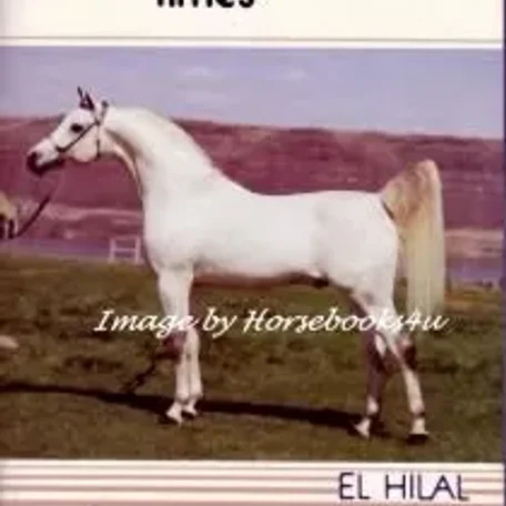 El Hilal 1966 Straight Egyptian Stallion.