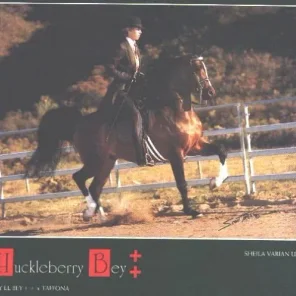 HUCKLEBERRY BEY++