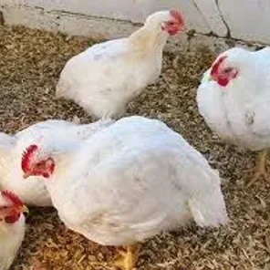 Broiler (Cornish-Rock)