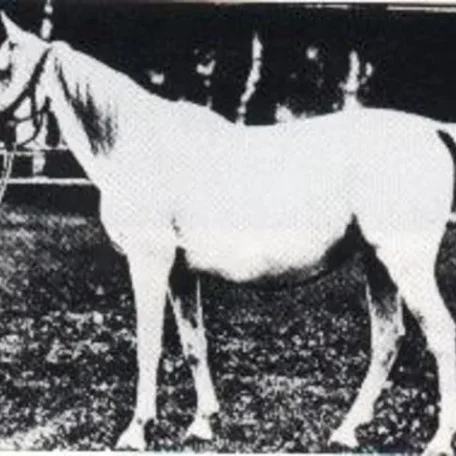 Kewa (Siglavy Bagdady 11 x Kalga)