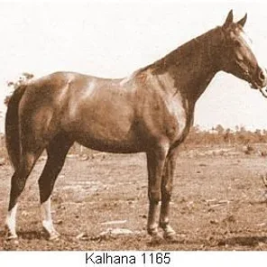 Kalhana