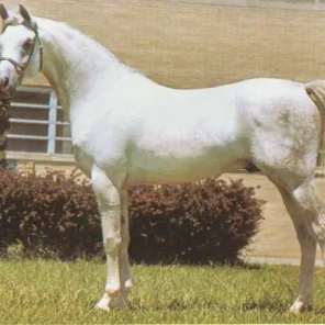 NODOROMAS TRIUMPH