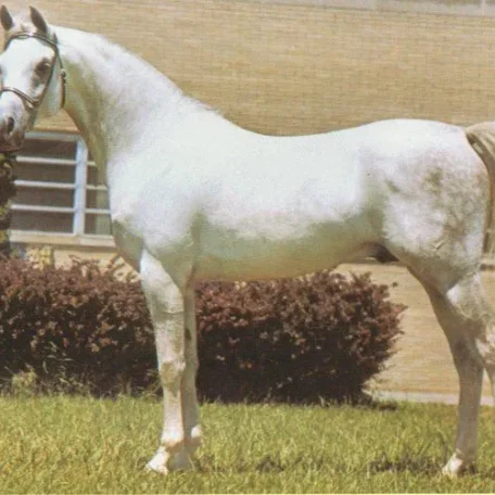 
          Photo by Luxemere Arabians
        