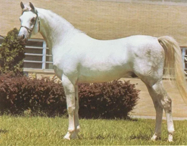 NODOROMAS TRIUMPH