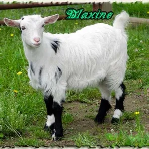 Maxine