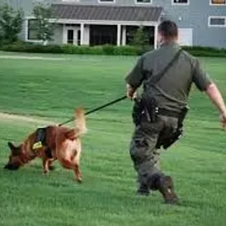 Tracking, obedience, rally, agility