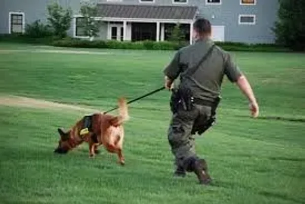 Tracking, obedience, rally, agility