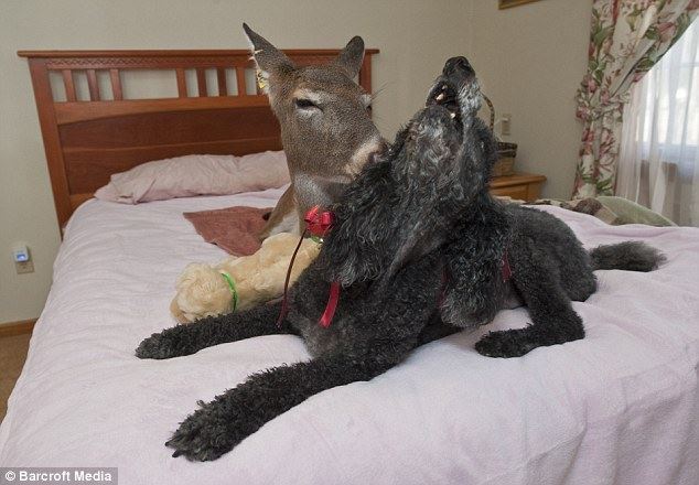 Meet Dillie - the domesticated deer who eats linguine in her owners' bed