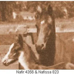 Nafissa