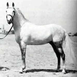 Gamil III