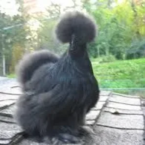 non-Bearded Black Silkie Bantam