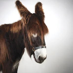Which Donkey Kicks Ass?