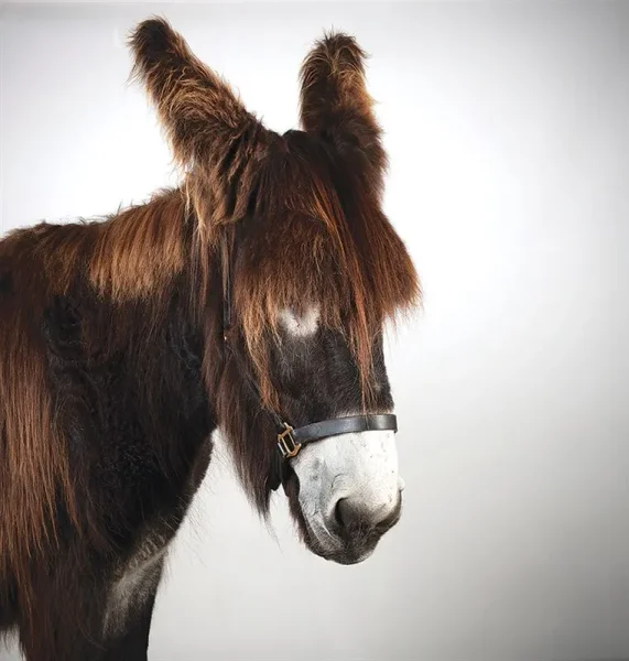 Many flavors of Donkey