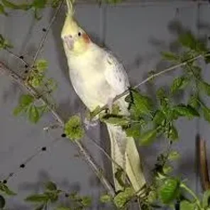 Lutino Cockatiel