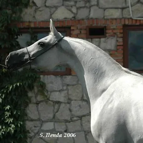 Jeff Wallace with Zagrobla a few minutes after she was named 2003 US National Champion Mare. Shown by Michael Byatt.
